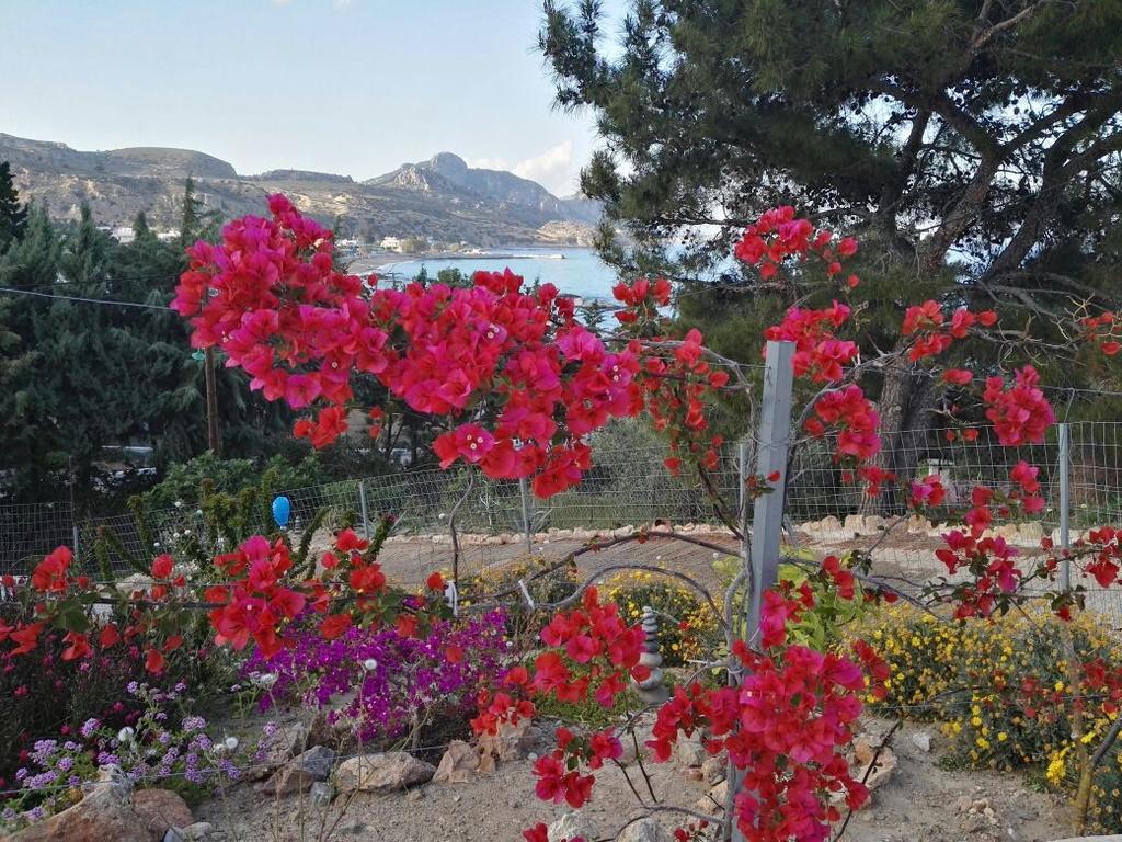 Bouganville Stegna Lejlighed Archangelos (Rhodes)